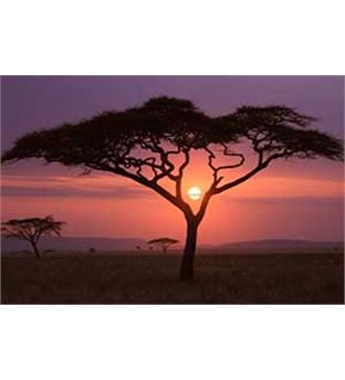 تور آفریقای جنوبی